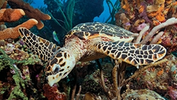 Hawksbill Turtle