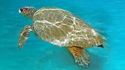 Loggerhead Turtle