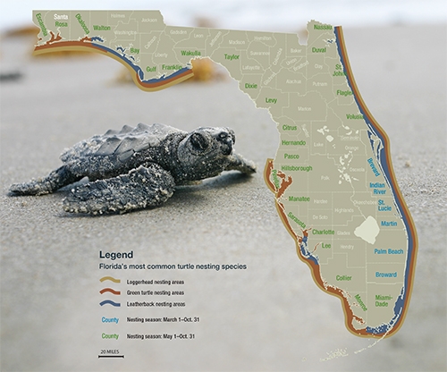 Map of sea turtle nesting areas around Florida.