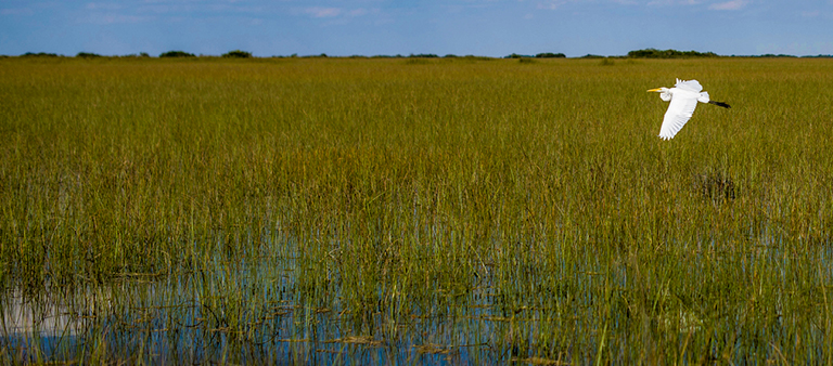 Everglades Mitigation Bank 