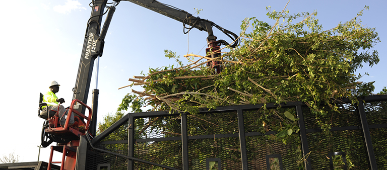 Tree Trimming Contractors